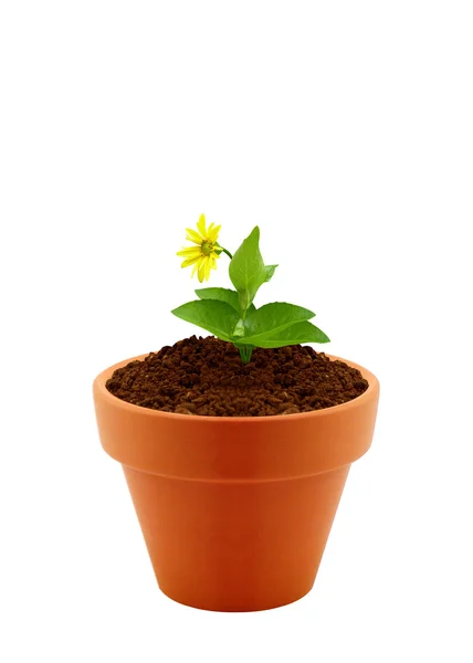 Flower in clay pot — Stock Photo, Image