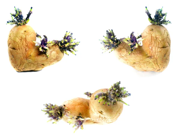 Germogli di patate — Foto Stock