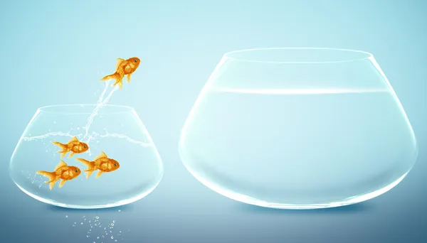 Золота рибка стрибає у велику миску — стокове фото