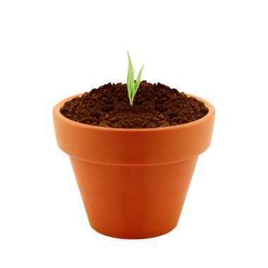 Young plant in clay pot clipart