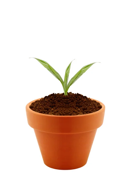 Jovem planta em vaso de barro — Fotografia de Stock