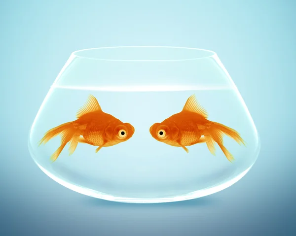 Two goldfish falling in love — Stock Photo, Image