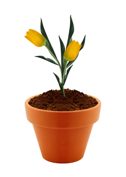 Flower in clay pot — Stock Photo, Image