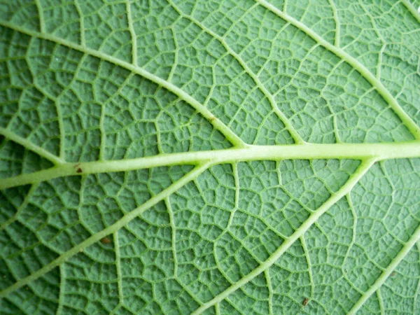 잎의 매크로 사진 — 스톡 사진