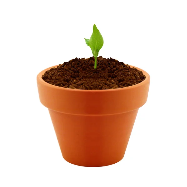 Jonge plant in klei pot — Stockfoto
