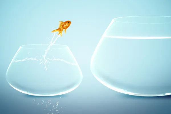 Золотая рыбка в маленьком аквариуме смотрит, как золотая рыбка прыгает в большой плавник — стоковое фото