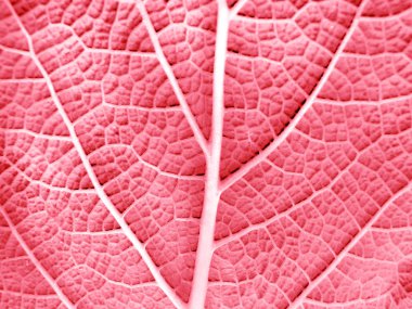 Leaf of a plant clipart