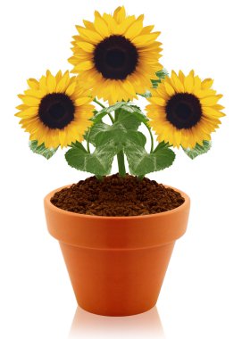 Sunflower in clay pot clipart