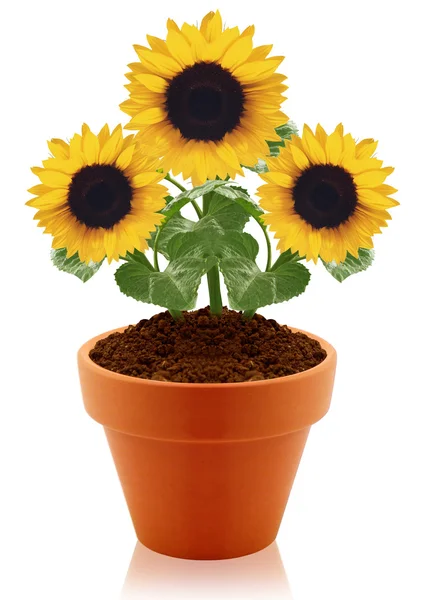 Sonnenblume im Tontopf — Stockfoto