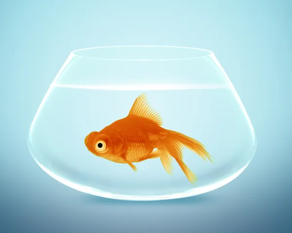 Золотая рыбка в маленькой аквариуме — стоковое фото
