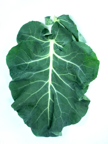 Leaf of a broccoli — Stock Photo, Image