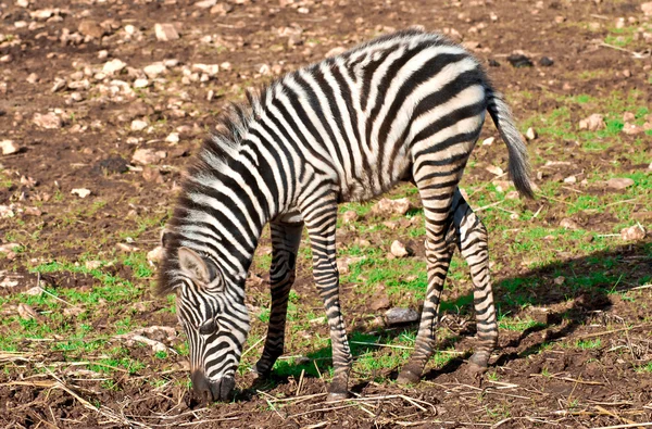Zebra çocuk — Stok fotoğraf