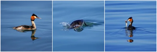 Grande grebe crested com um peixe — Fotografia de Stock