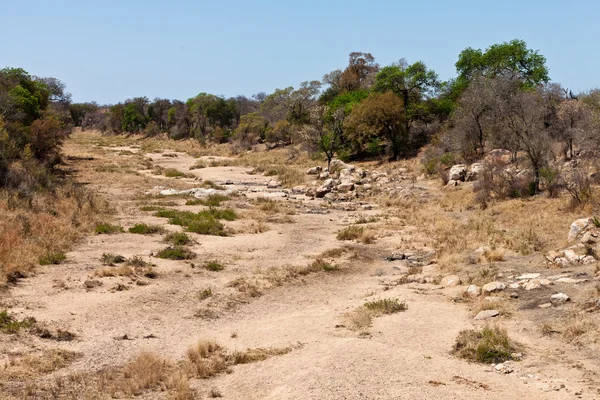 Rocky dry riverbed with trees and bushes — Stock Photo, Image