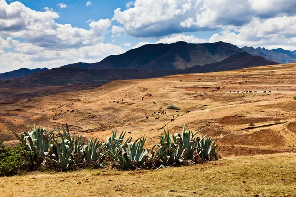 Cactus y ganado en las montañas — Foto de Stock