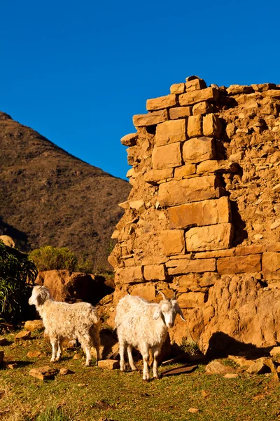 Cabras frente a una pared de ladrillo — Foto de Stock