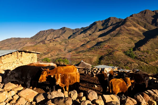 Vaca apuñalada en un pueblo de montaña — Foto de Stock