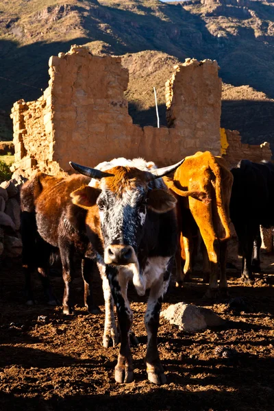 Una vaca en primer plano en la luz de la mañana —  Fotos de Stock