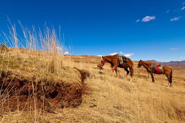 Cavalos alimentando-se de grama nas colinas — Fotografia de Stock
