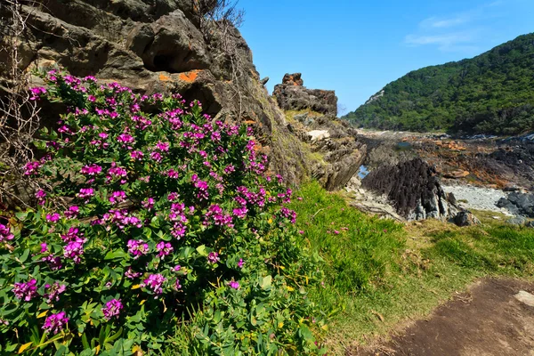 Pink flowers at the coastline — Stock Photo, Image