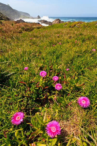 Růžové květy na pobřeží — Stock fotografie