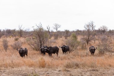 Çalılıkların arasında otlatma buffalo