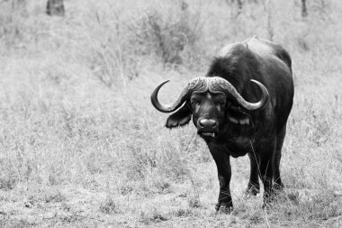 Grazing buffalo in dry grassland clipart