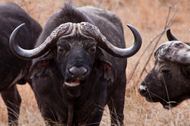 bufalo içinde closeup otlatma