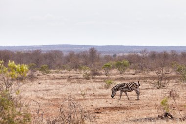 Çalılıkların arasında yürüyüş zebra