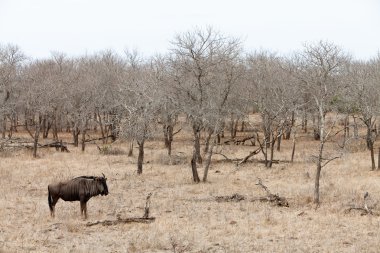 gri bir peyzaj wildebeest