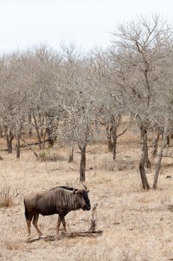 gri bir peyzaj wildebeest