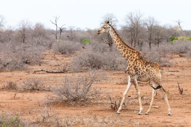 Giraffe walking through an African landscape clipart