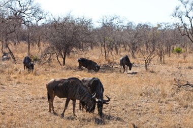 otlatma wildebeest grubu