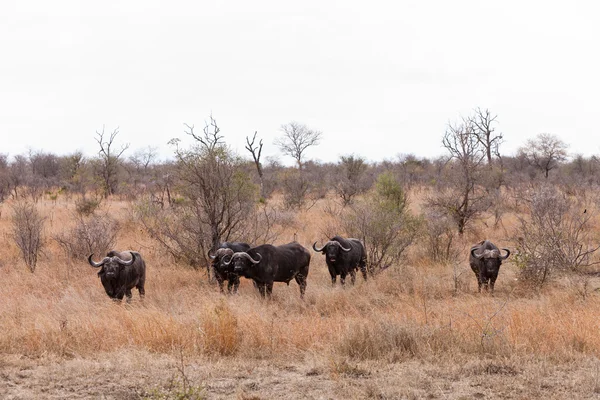 Buffalo grazing between the bushes — Stock Photo, Image