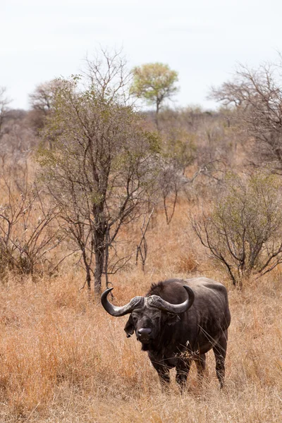 Buffalo stående i torr gräsmark — Stockfoto