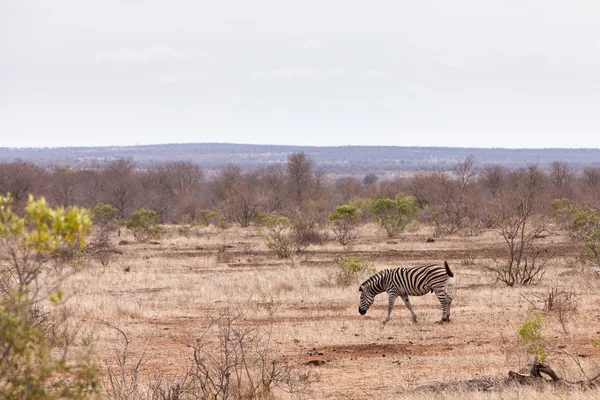 Zebra gå genom buskarna — Stockfoto