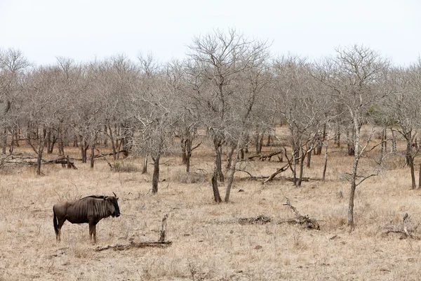El ñus en un paisaje gris —  Fotos de Stock