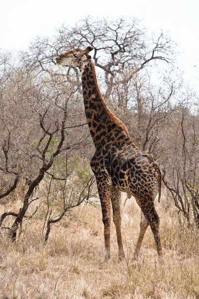 Καμηλοπάρδαλη, περπατώντας μέσα από ένα αφρικανικό τοπίο — Φωτογραφία Αρχείου
