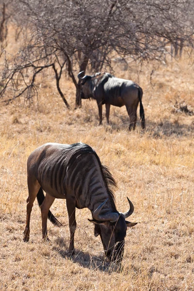 Wildebeest betar gräs — Stockfoto