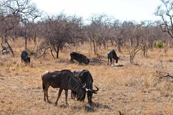 Група антилопного пасовища — стокове фото
