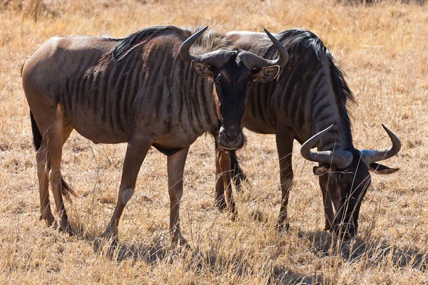 Two wildebeest in closeup — Stock Photo, Image