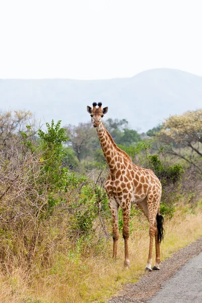 Giraffe стоїть біля дороги — стокове фото
