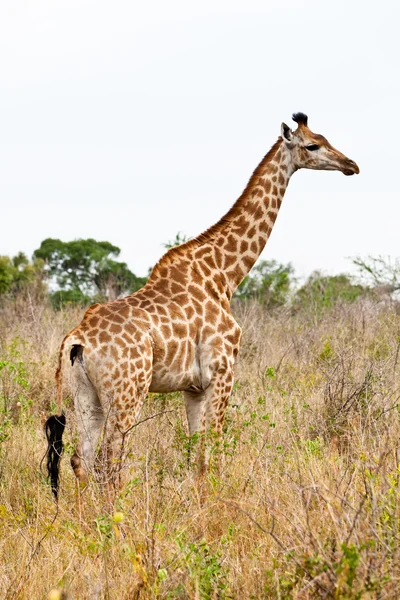 Afrykańskiego krajobrazu stoi żyrafa — Zdjęcie stockowe
