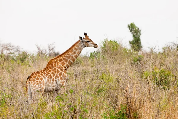 Καμηλοπάρδαλη στέκεται σε ένα αφρικανικό τοπίο — Φωτογραφία Αρχείου