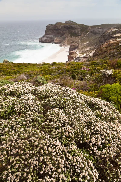 stock image Flowers near the coastline