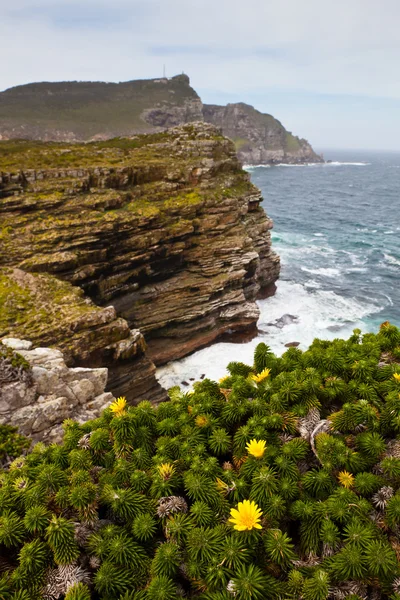花を岩の上 — ストック写真