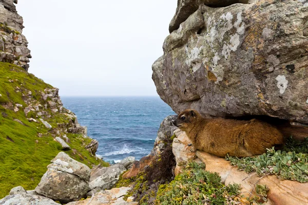岩の間横になっているハイラックス動物 — ストック写真