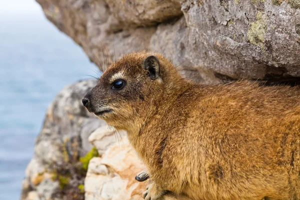 Hyrax animal acostado entre las rocas — Foto de Stock