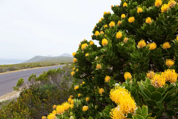 Flor de protea amarilla cerca de la carretera —  Fotos de Stock