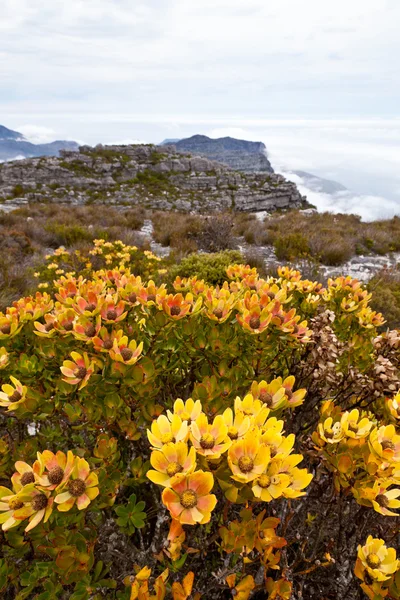 Protea květiny rostoucí na skalách — Stock fotografie